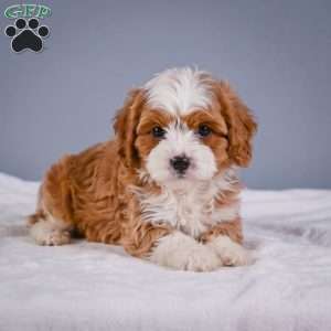 Teddy, Cavapoo Puppy
